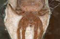 Cyrtophora_exanthematica_D4096_Z_89_Alexandra hills Brisbane_Australie